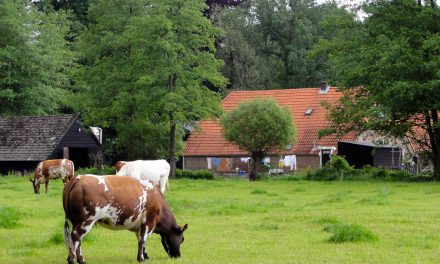 Lacota-Wonen-in-groen-1-Foto-David-Mark-440x264.jpg
